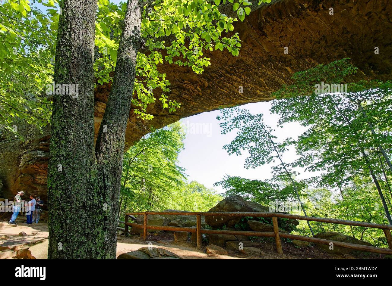 Pont naturel, grande arche de grès, érosion, 78 pi de large, 65 pi de haut, garde-corps en bois, arbres, parc naturel de la station d'État de pont, Kentucky, États-Unis; Slade; KY; sp Banque D'Images