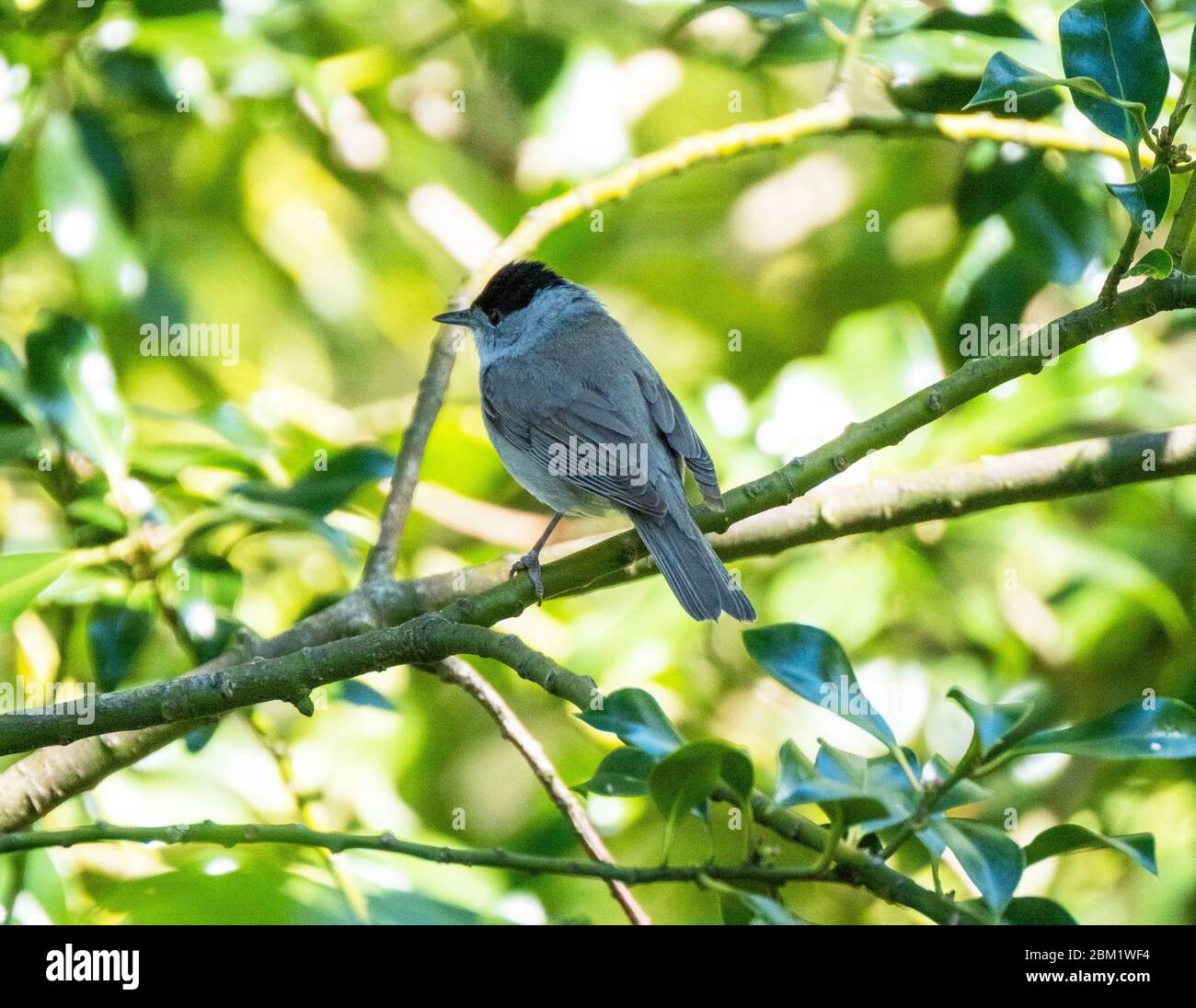Blackcap (Sylvia atricapilla) perché dans un arbre, West Lothian, Ecosse Royaume-Uni Banque D'Images Blackcap (Sylvia atricapilla) perché dans un arbre, West Lothian, Ecosse Royaume-Uni Banque D'Images