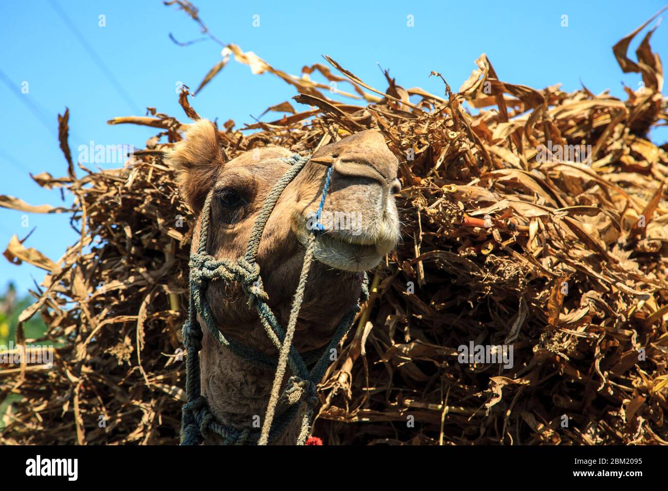Gros plan d'un chameau transportant une balle de paille dans la campagne Rajasthan, Inde Banque D'Images