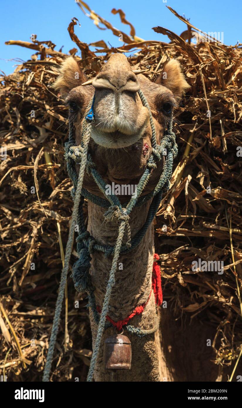 Gros plan d'un chameau transportant une balle de paille dans la campagne Rajasthan, Inde Banque D'Images
