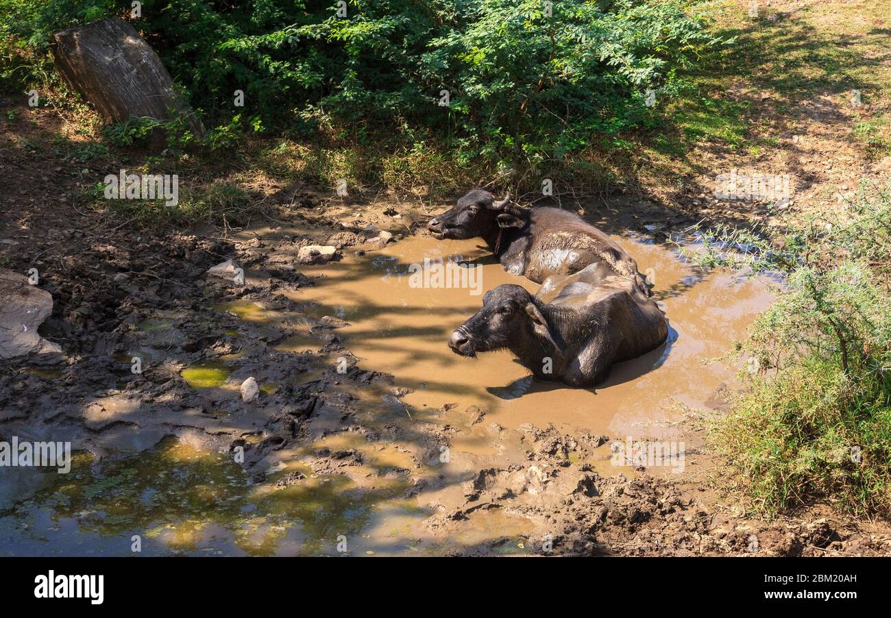 Des vaches indiennes de Ponwar se sont enlachées dans une piscine de boue dans la campagne du Rajasthan, en Inde Banque D'Images