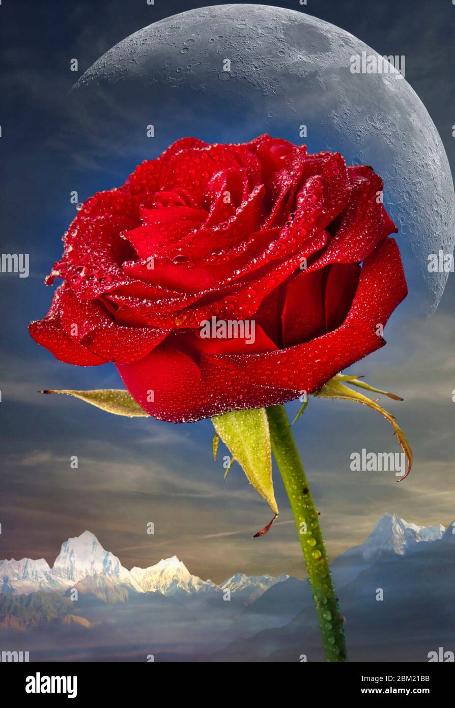 Rose rouge avec un fond fantastique Banque D'Images