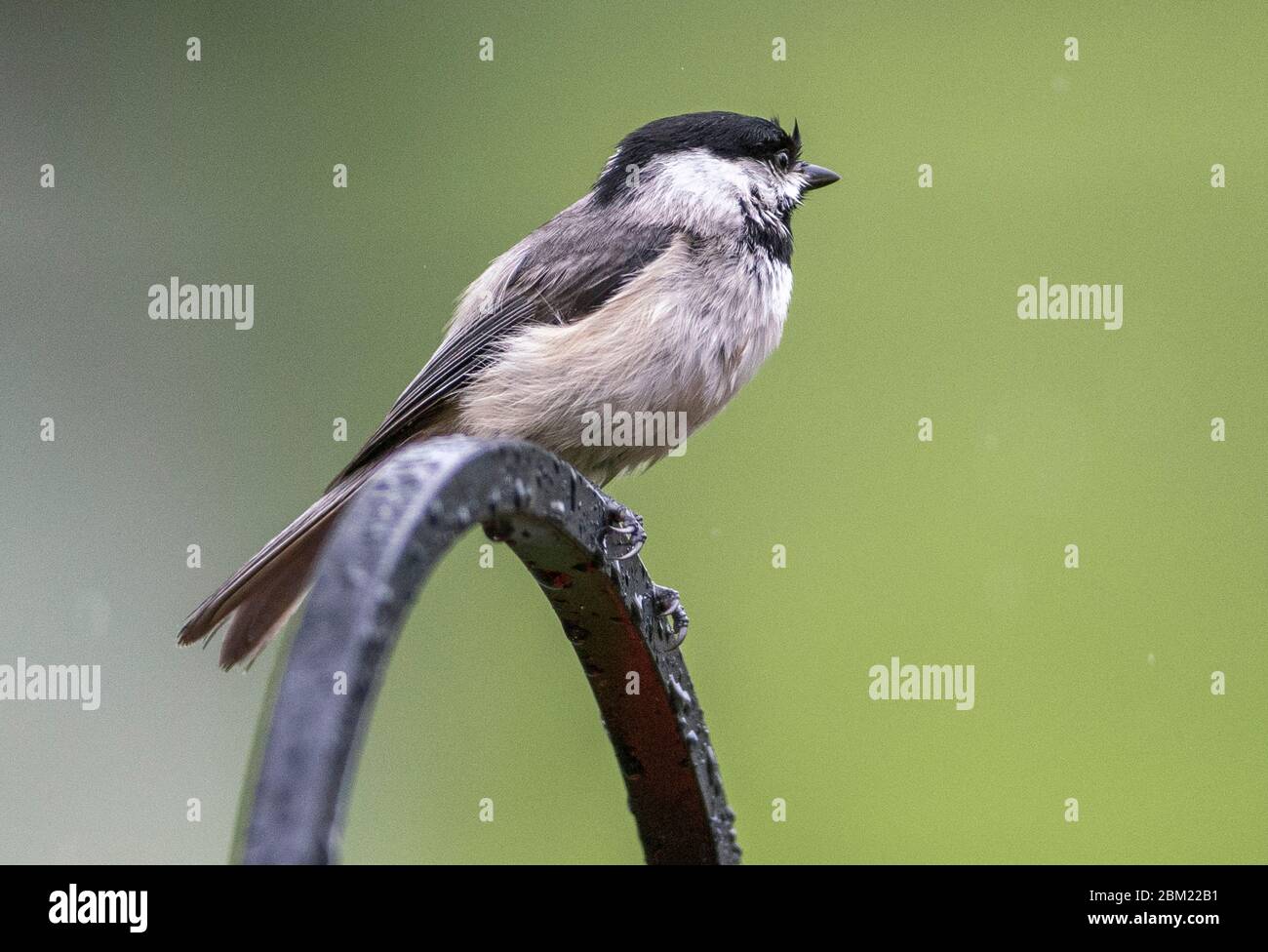 Petit oiseau Banque D'Images