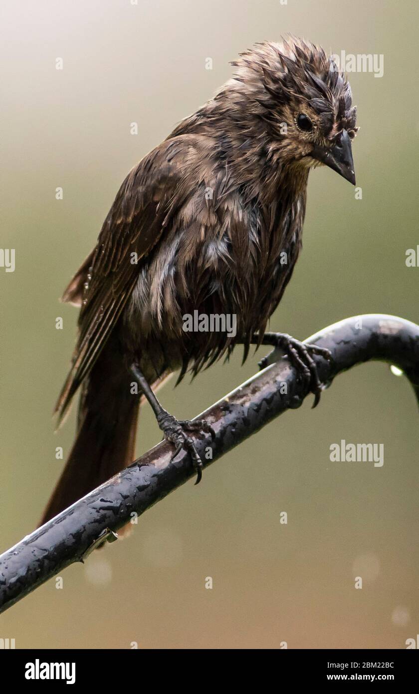 Oiseau sur la perche Banque D'Images