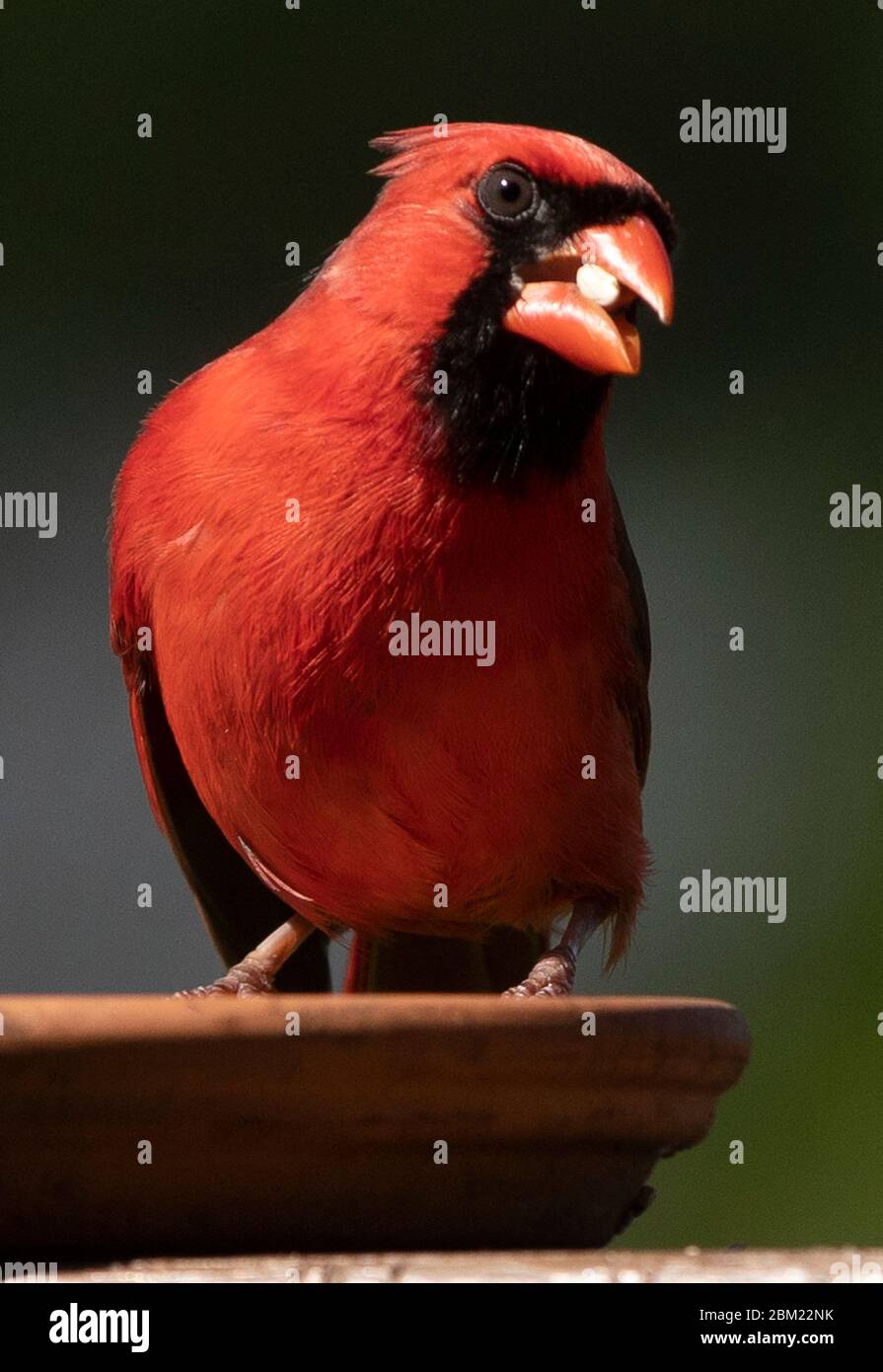 Graines Banque D'Images