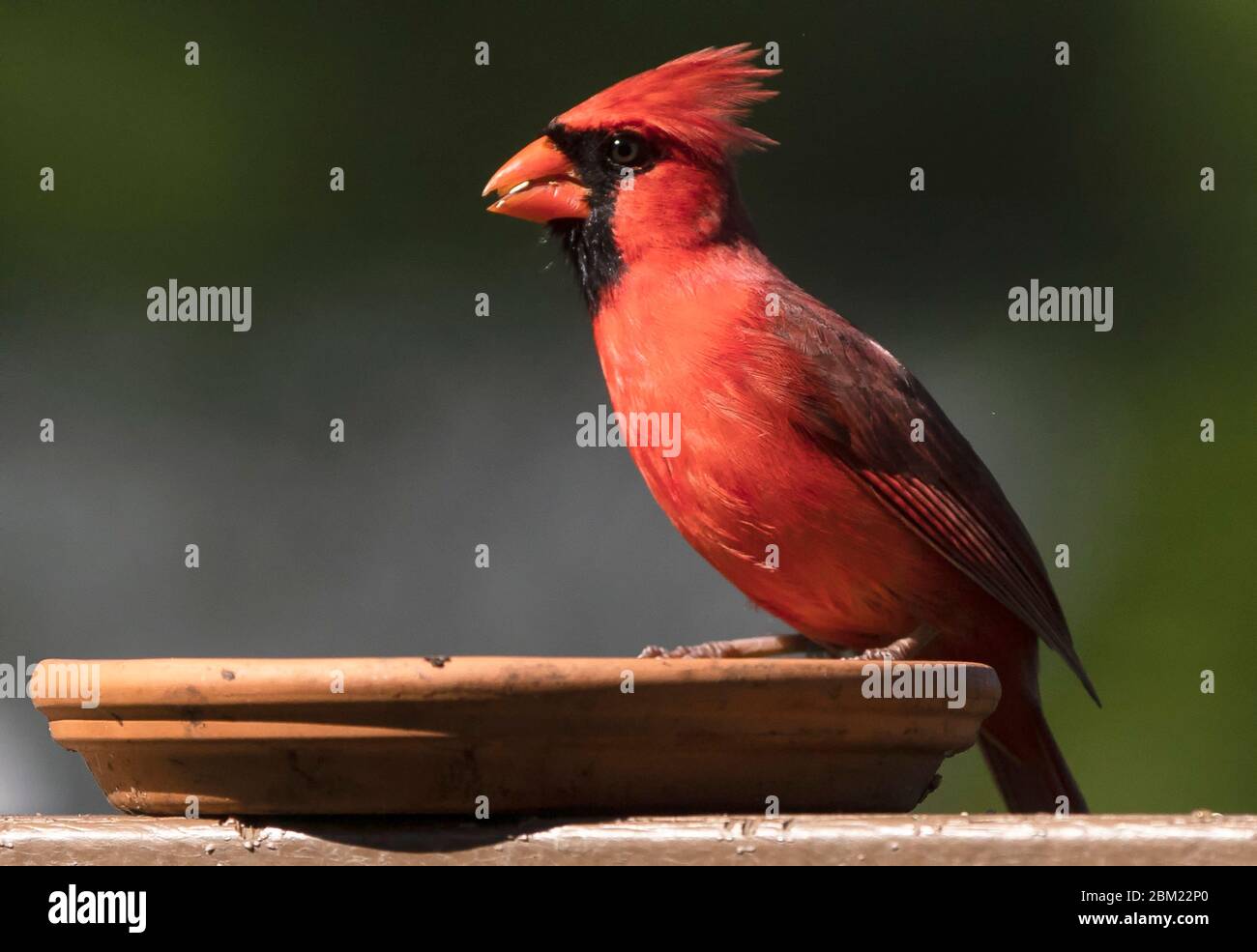 Dans le profil Banque D'Images