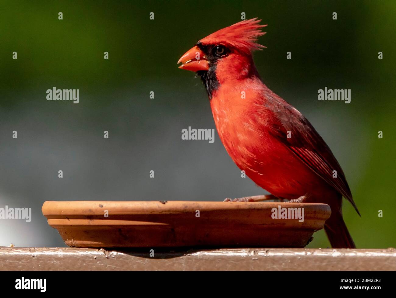 Vue de côté Banque D'Images