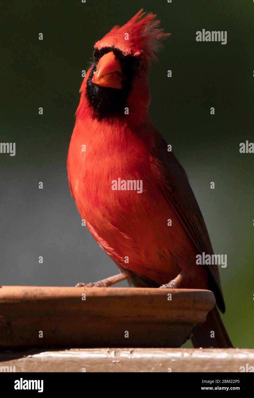 Cardinal Banque D'Images