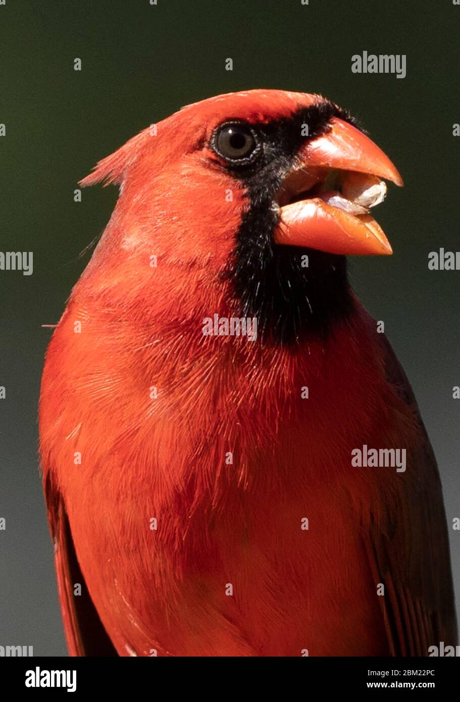 Big rouge Banque D'Images