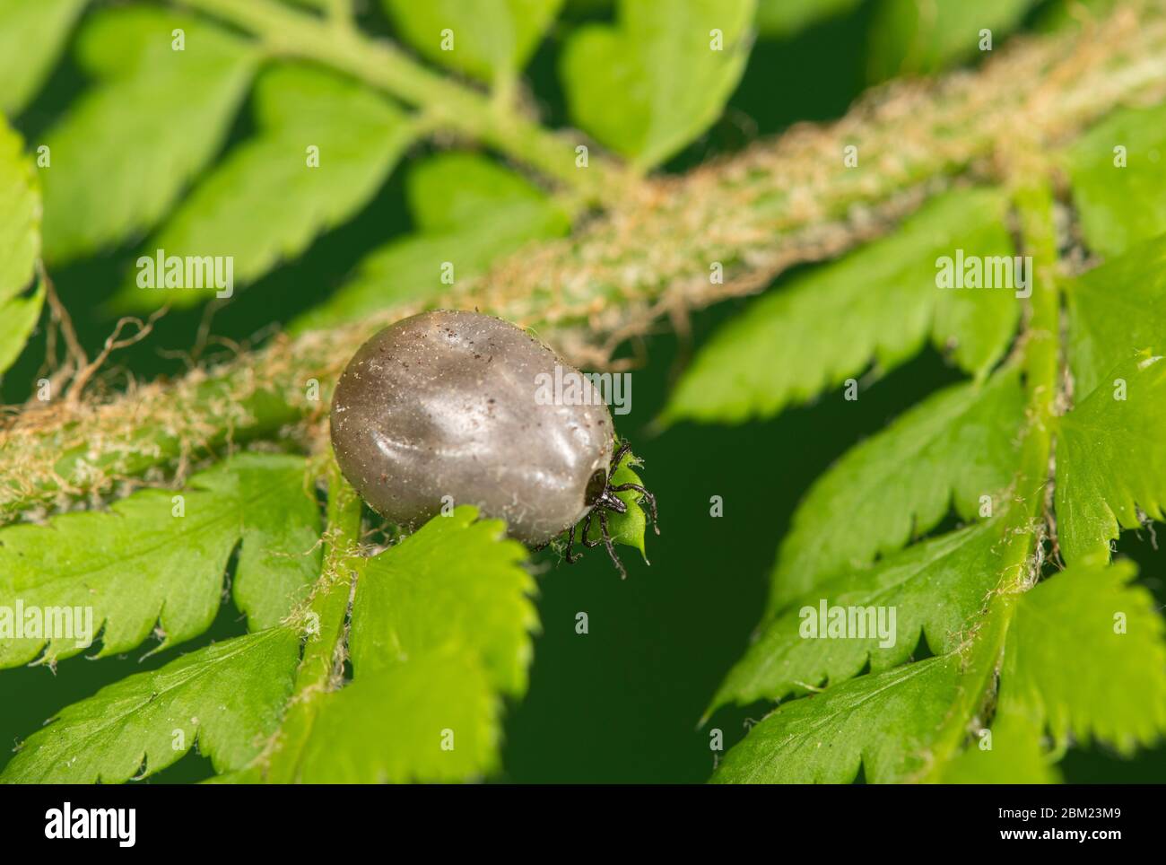 Tique : Ixodes ricinus, retiré du chien. Surrey, Royaume-Uni Banque D'Images