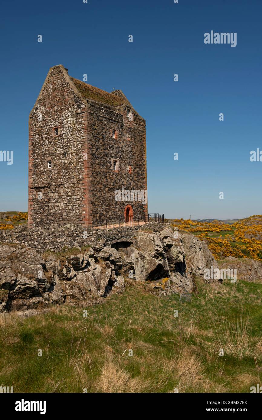 Smailholm Tower, Scottish Borders, Scotland, UK Scottish Weather vue de Smailholm Tower, 65 ft towerhouse a été construit par une famille de frontières écossaises bien connue dans la première moitié du XVe siècle. Photo d'un beau jour de printemps avec ciel bleu et fleurs de gorge jaunes en pleine floraison. Crédit : phil wilkinson/Alay Live News Banque D'Images