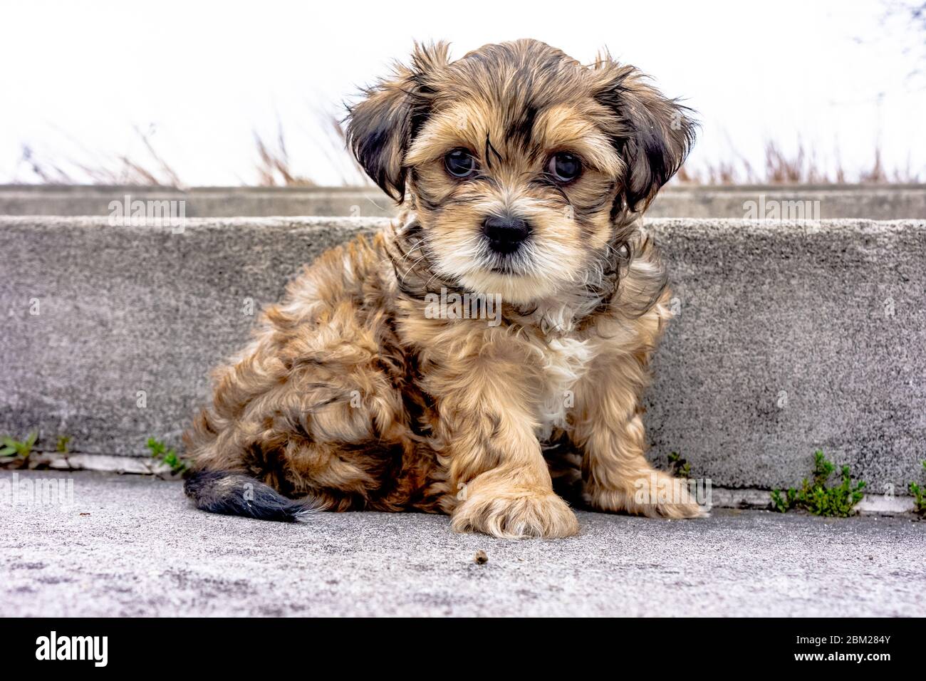 Chien yorkie cheap poo