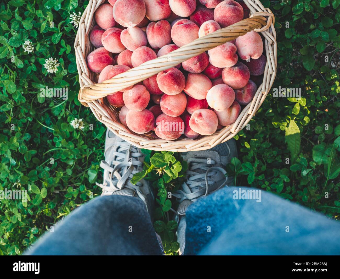 Panier avec pêches mûres et juteuses. Gros plan Banque D'Images