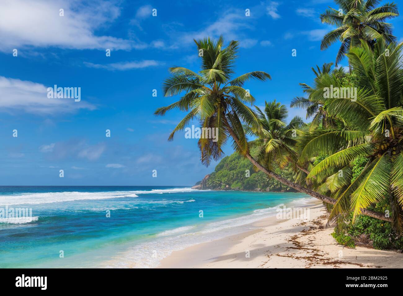 Palmiers sur plage tropicale vacances d'été Banque D'Images