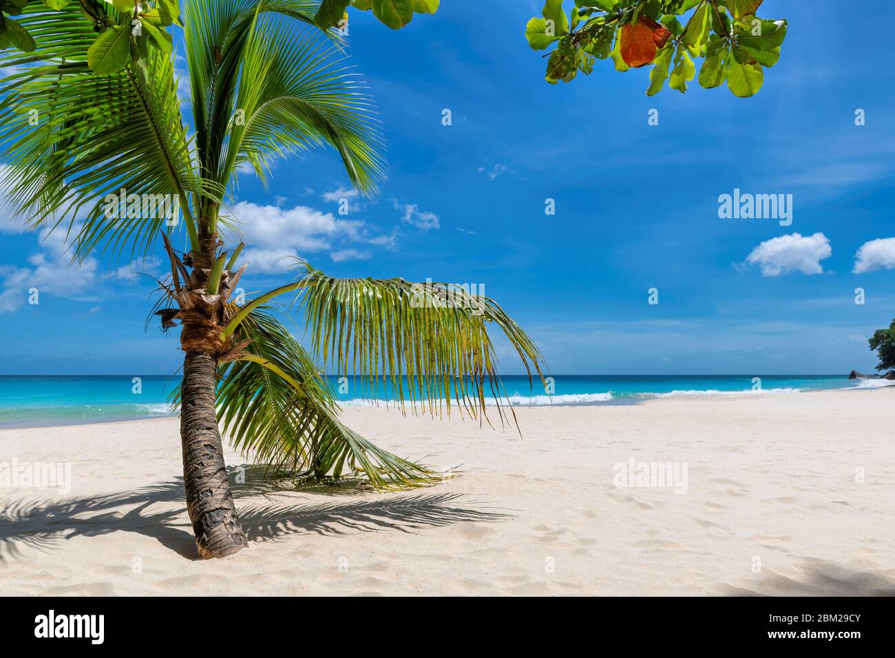 Palmiers sur plage tropicale vacances d'été Banque D'Images