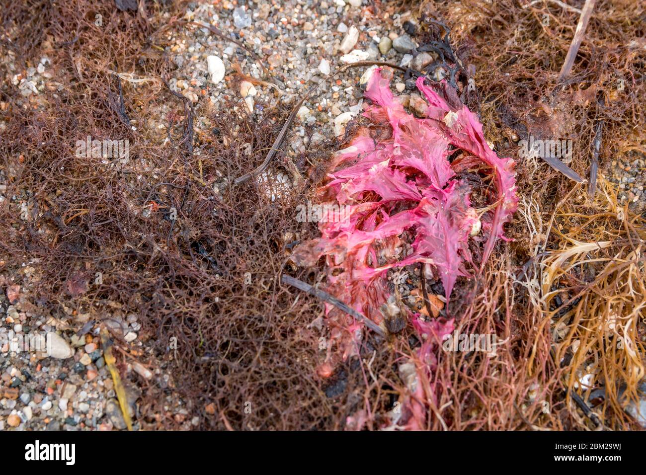 Algues sur la plage. Algues roses et blanches Banque D'Images