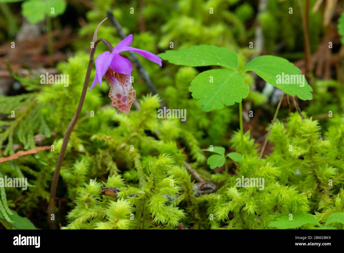 Le cafée (Calypso bulbosa) le long du sentier récréatif national de la rivière McKenzie, Willamette National Forest, Oregon Banque D'Images