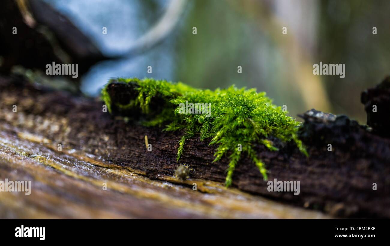 gros plan de mousse sur une tige d'arbre morte Banque D'Images