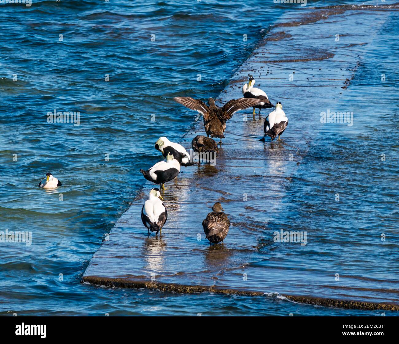North Berwick, East Lothian, Écosse, Royaume-Uni. 6 mai 2020. Météo au Royaume-Uni : le jour le plus chaud de l'année jusqu'à présent dans la ville balnéaire. Un groupe de canards eider mâles et femelles dans une rangée sur le bord de la piscine marémotrice prénissent leurs plumes au soleil Banque D'Images North Berwick, East Lothian, Écosse, Royaume-Uni. 6 mai 2020. Météo au Royaume-Uni : le jour le plus chaud de l'année jusqu'à présent dans la ville balnéaire. Un groupe de canards eider mâles et femelles dans une rangée sur le bord de la piscine marémotrice prénissent leurs plumes au soleil Banque D'Images