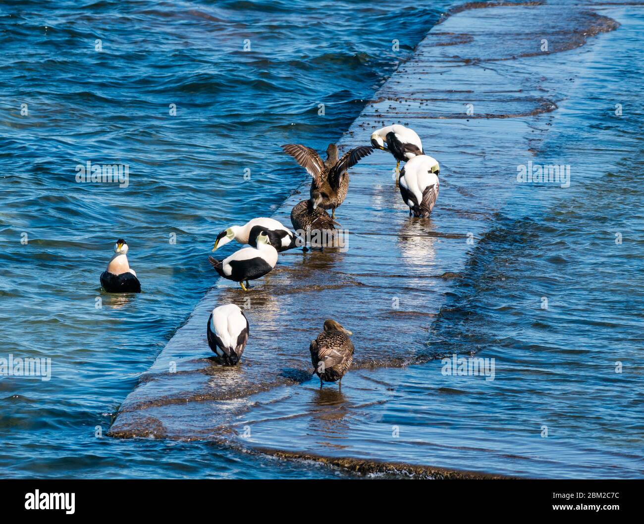 North Berwick, East Lothian, Écosse, Royaume-Uni. 6 mai 2020. Météo au Royaume-Uni : le jour le plus chaud de l'année jusqu'à présent dans la ville balnéaire. Un groupe de canards eider mâles et femelles dans une rangée sur le bord de la piscine marémotrice prénissent leurs plumes au soleil Banque D'Images North Berwick, East Lothian, Écosse, Royaume-Uni. 6 mai 2020. Météo au Royaume-Uni : le jour le plus chaud de l'année jusqu'à présent dans la ville balnéaire. Un groupe de canards eider mâles et femelles dans une rangée sur le bord de la piscine marémotrice prénissent leurs plumes au soleil Banque D'Images