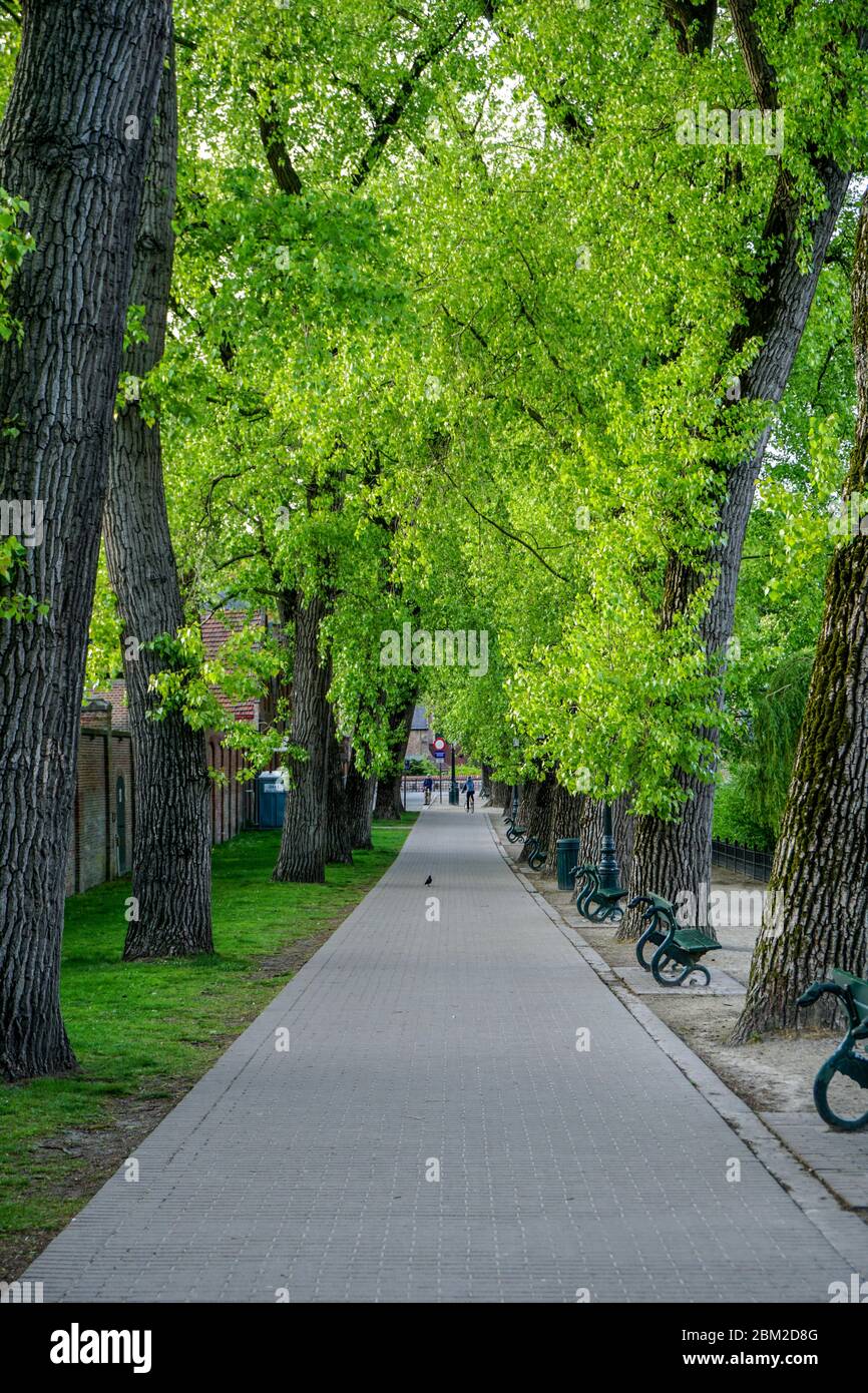 Visite matinale à vélo dans une belle journée de printemps, à l'exploration de la charmante ville de Bruges avec mon appareil photo pour capturer cette allée symétrique flanquée d'arbres. Banque D'Images
