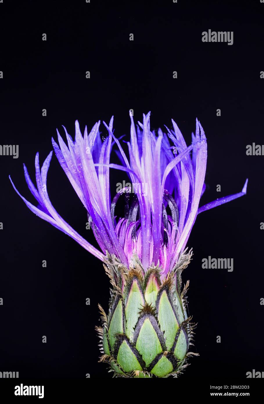 Studio macro gros plan de la tête isolée de la fleur de maïs pourpre (centaurée cyanus) avec bourgeons (focus sur le bourgeon) et fond noir Banque D'Images