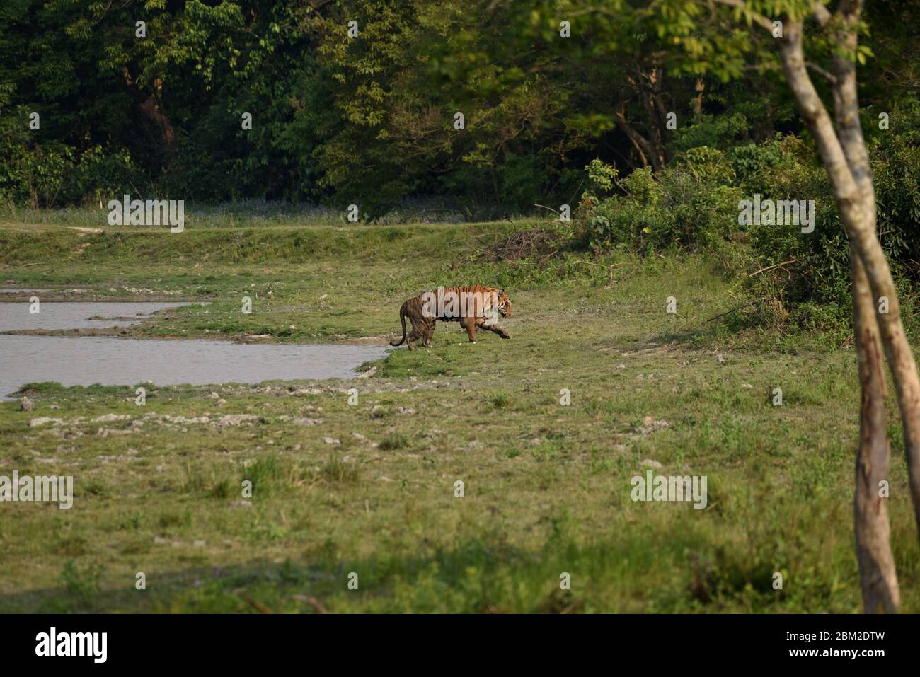 Tigre du Bengale royal au parc national de Kaziranga, Assam Banque D'Images