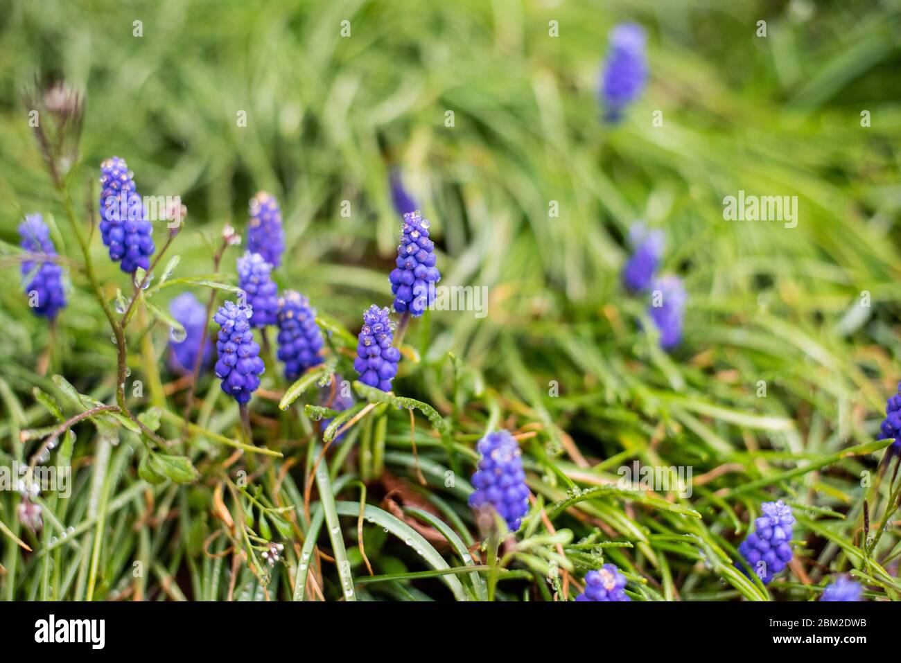 La jacinthe violette fleurit dans une cour au printemps. Banque D'Images