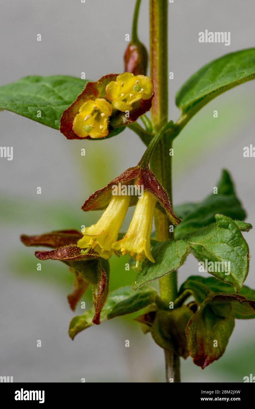 Twinberry, Lonicera invilucarata, Grouse Mountain, North Vancouver (Colombie-Britannique), Canada Banque D'Images