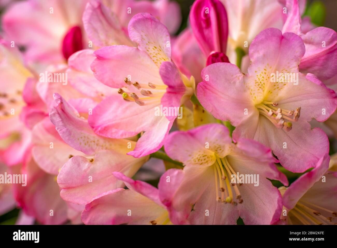 Fleurs de rhodondendron roses. Mise au point douce Banque D'Images