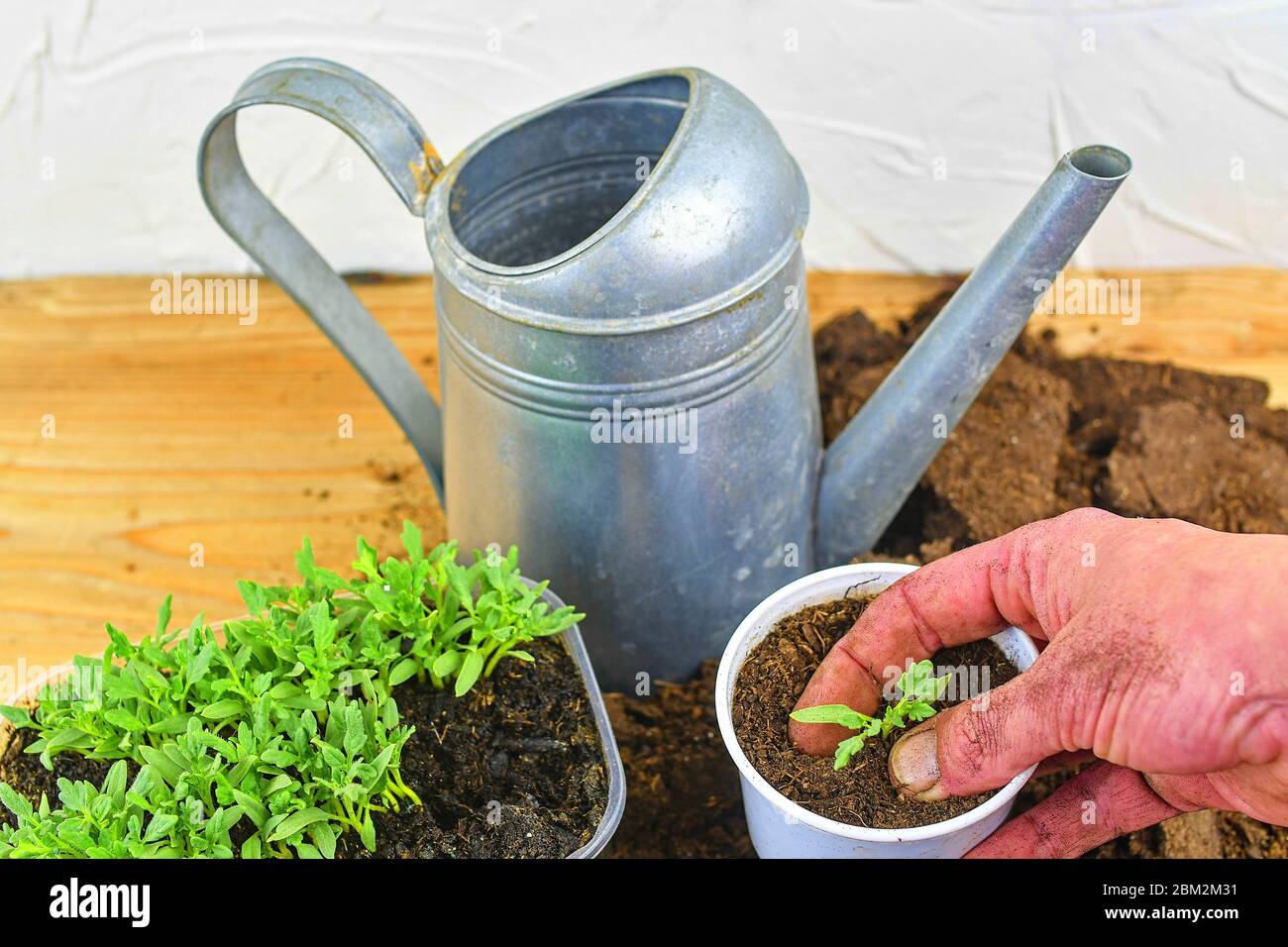 Plantation d'une plantule de tomate. Planter à la main une plantule de tomate dans le sol. L'eau peut être en arrière-plan. Banque D'Images