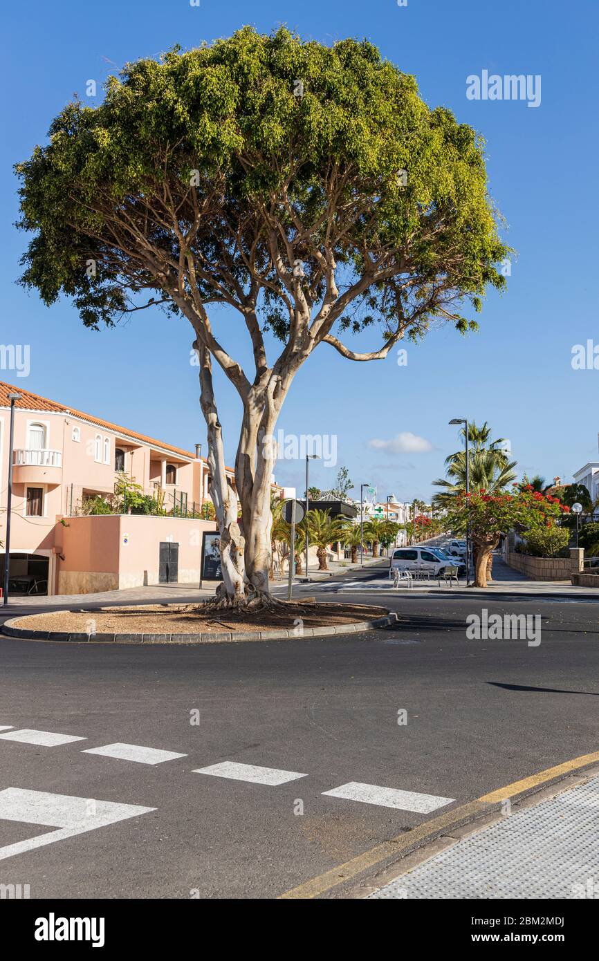 Grand arbre au rond-point à la Calle Londres, jonction Calle Roma, rues désertes pendant l'état d'urgence Covid 19 à Tenerife, îles Canaries, S Banque D'Images