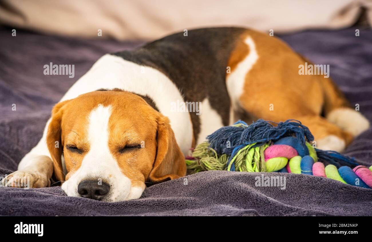 Chien de chien de chien de chien de chien de chien de chien dormant à l'extérieur sur un canapé de jardin. Concept canin Banque D'Images