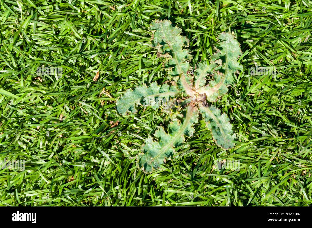 Une herbe de jardin ou de pelouse, Dandelion Taraxacum officinale, poussant dans l'herbe artificielle d'astrèf. Banque D'Images