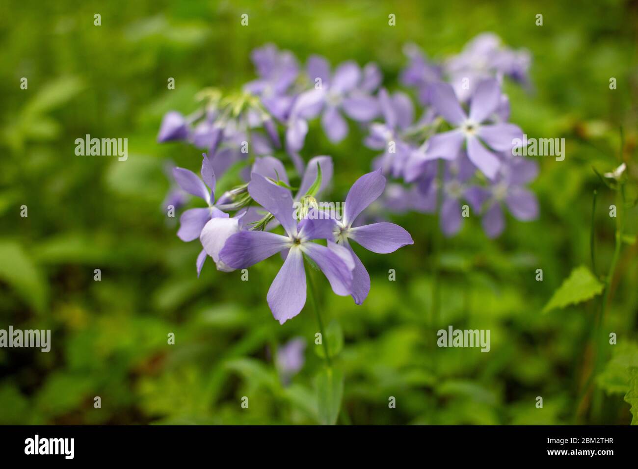 Fleurs violettes dans la forêt. Gros plan de petites fleurs sauvages en  forme de purpule qui poussent sur la pelouse de printemps. Fond floral  naturel Photo Stock - Alamy