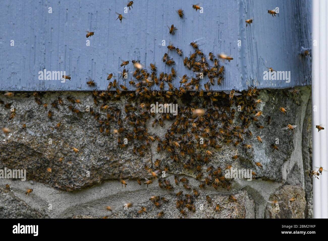 Un essaim d'abeilles - APIs mellifera - sur une maison et fait une nouvelle maison sous les bardeaux / voie d'évitement - des milliers d'abeilles de miel qui balanlent le vol dans l'air Banque D'Images