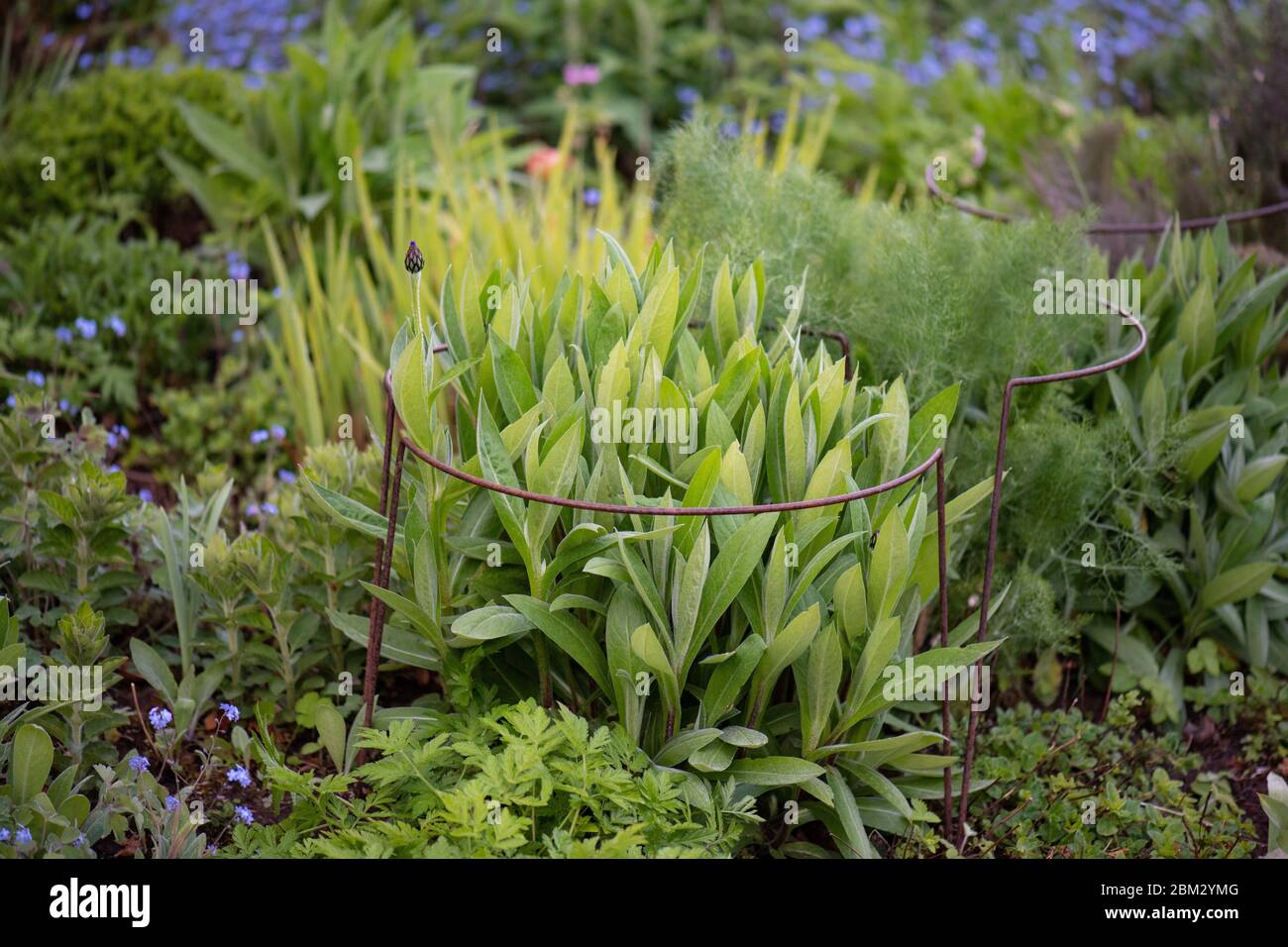 Supports d'usine - supports d'usine à tige en acier rouillé placés autour des plantes vivaces - Centaurea montana - au printemps - UK Banque D'Images