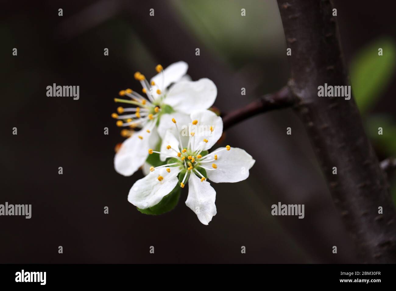 Fleur de prune au printemps. Fleurs blanches sur une branche dans un jardin après la pluie, couleurs douces Banque D'Images