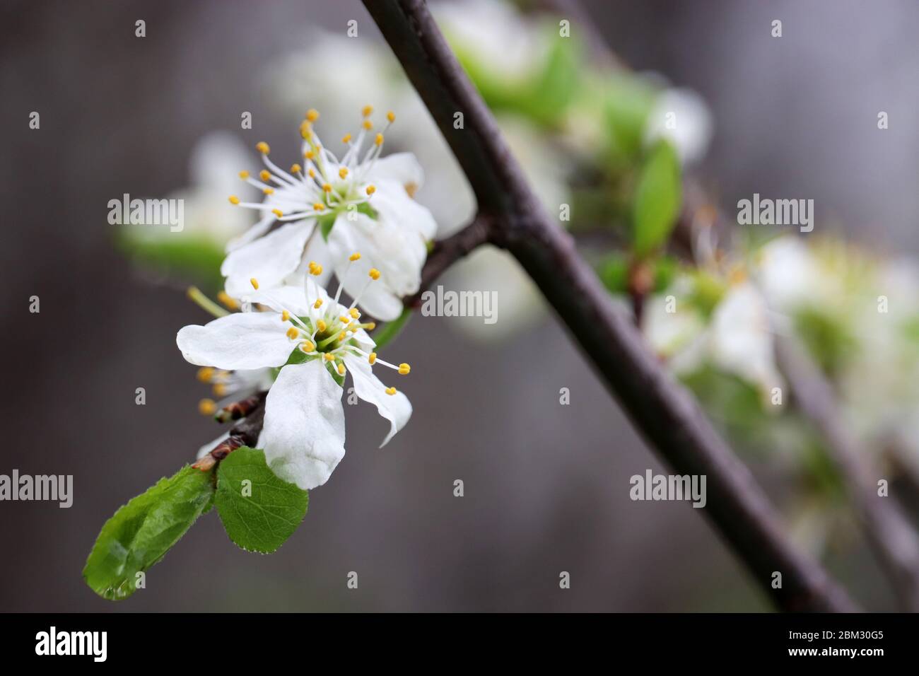 Fleur de cerisier au printemps. Fleurs blanches sur une branche dans un jardin après la pluie, couleurs douces Banque D'Images