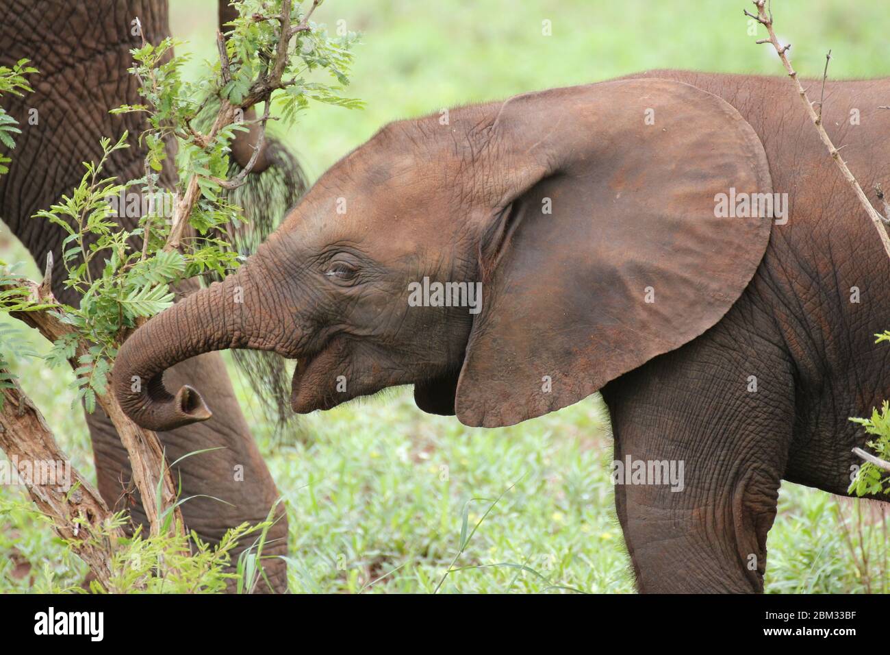 L'éléphant d'Afrique Banque D'Images