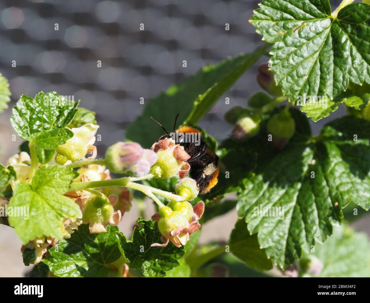 Tawny Mining Bee femelle se nourrissant de la fleur de cassis Banque D'Images
