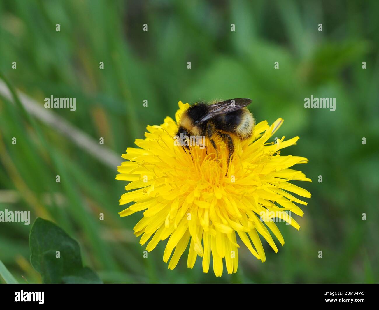 Bourdon se nourrissant de pissenlit. Espèce probable Ã queue Ã queue de bombe, Bombus terrestris. Banque D'Images