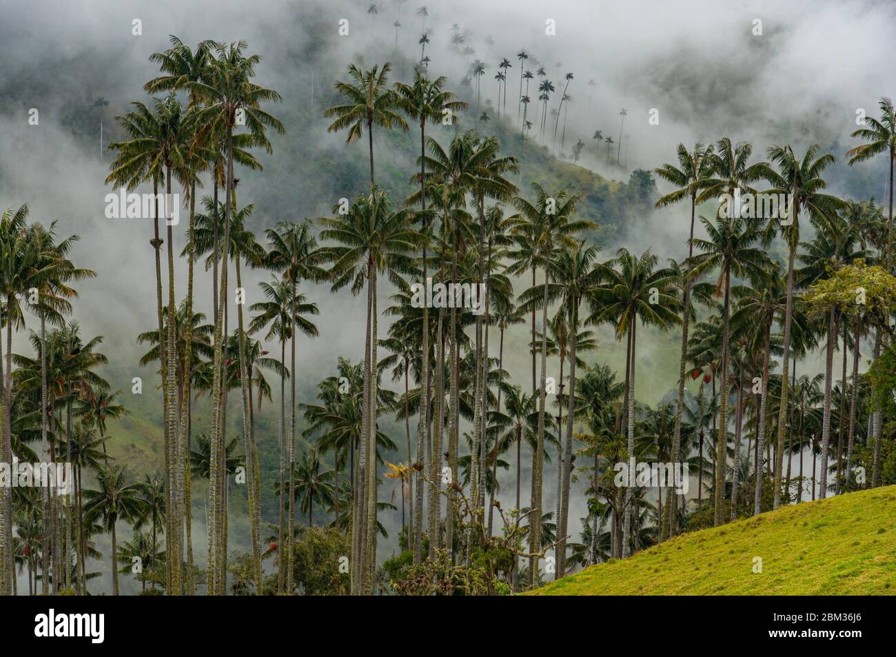 Cires palmiers dans la vallée de Cocora Colombie Salento forêt nuageuse grande misty Banque D'Images