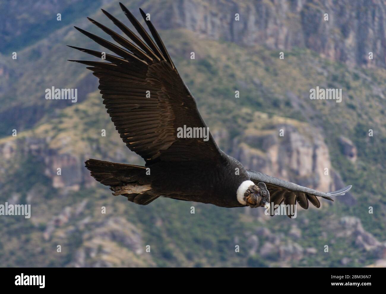 Vol de Condor andin au Pérou en survolant les falaises, le plus grand oiseau du monde, la plus grande envergure de la manne Banque D'Images