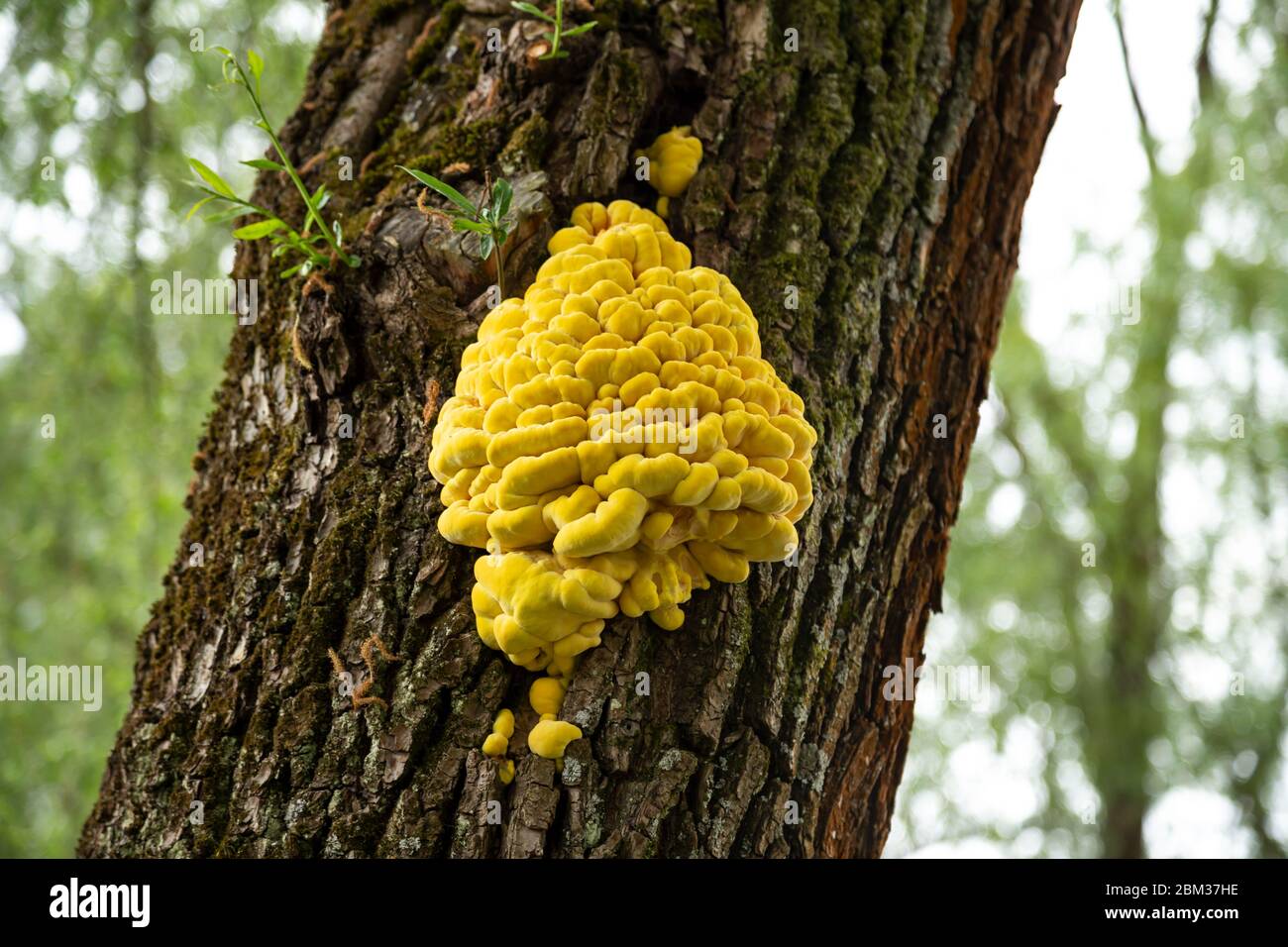 Gros plan de Laetiporus sulfureus - les noms communs sont le crabe des bois, le polypore de soufre, le plateau de soufre et le poulet des bois Banque D'Images