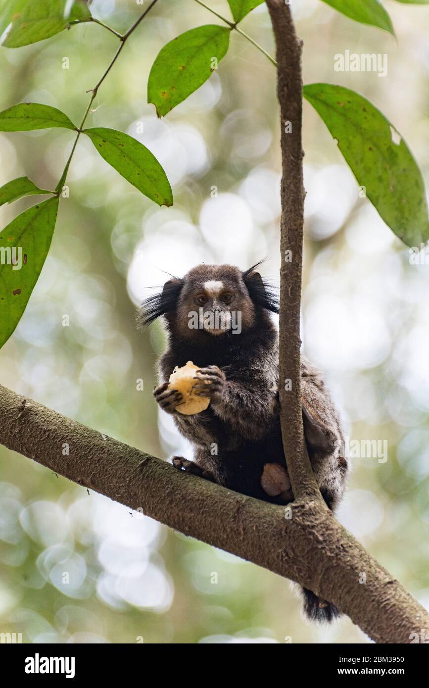 Un marmoset sauvage, dans un arbre, mange une tranche de banane Banque D'Images