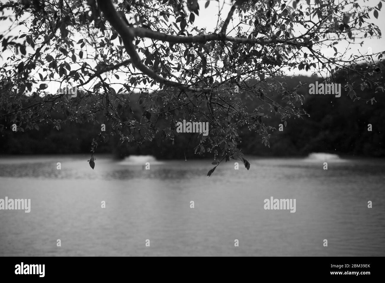 La pluie qui coule sur le lac, en noir et blanc Banque D'Images