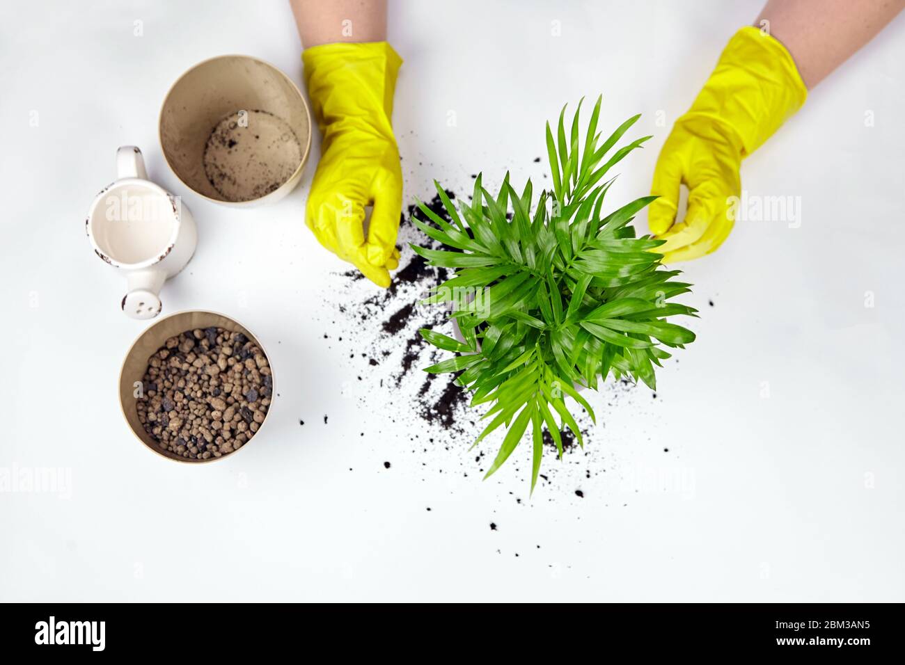 Transplantation d'une plante de maison dans un grand pot de fleurs, vue de dessus. Chamaedorea elegans sur fond blanc. Palmier de salon, gants jaunes, terre Banque D'Images