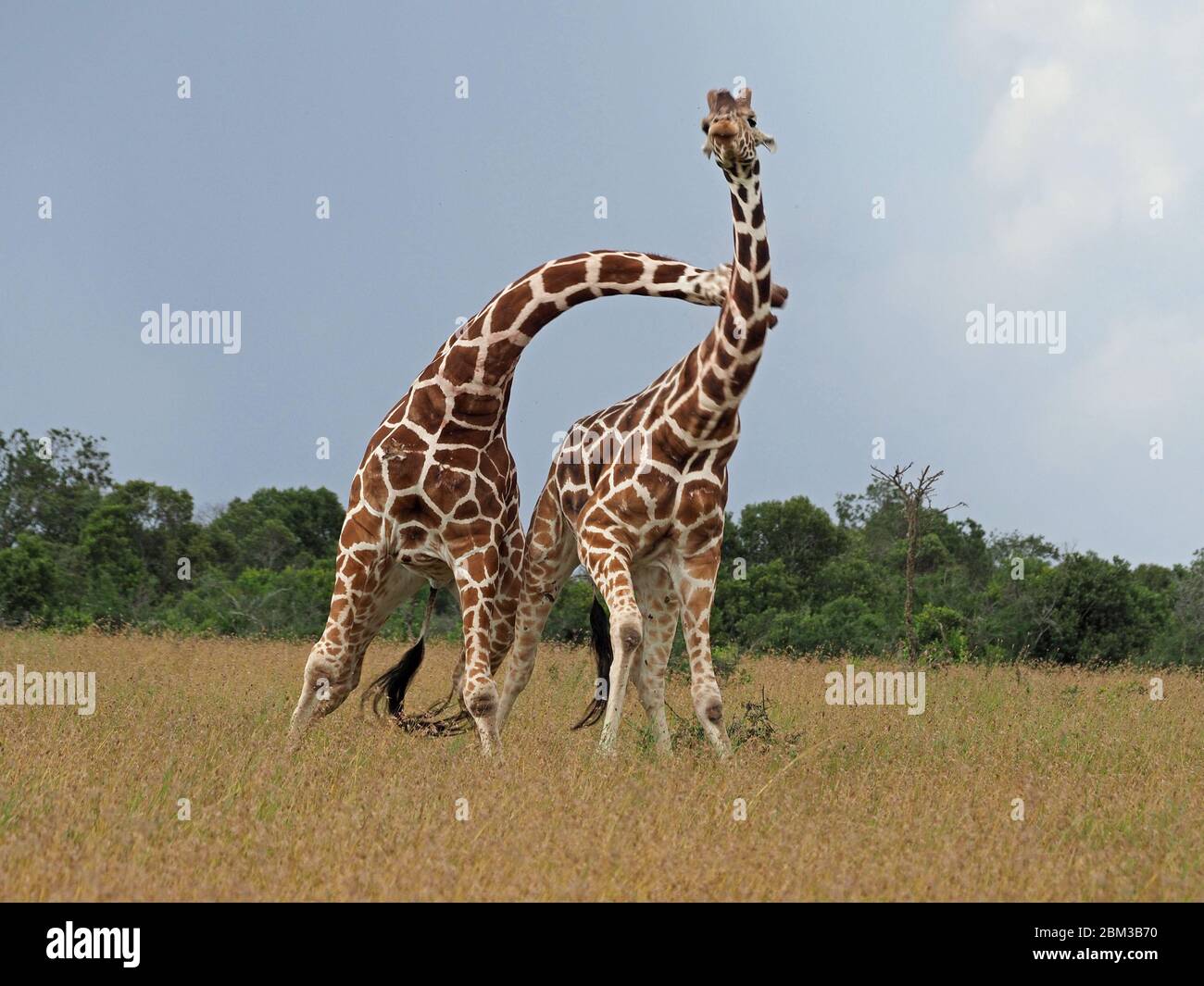 Deux vieux girafes réticulés (Giraffa camelopadis reticulata) se battent pour le droit de s'accoupler avec des femelles -OL Pejeta Conservancy,Laikipia,Kenya, Afrique Banque D'Images