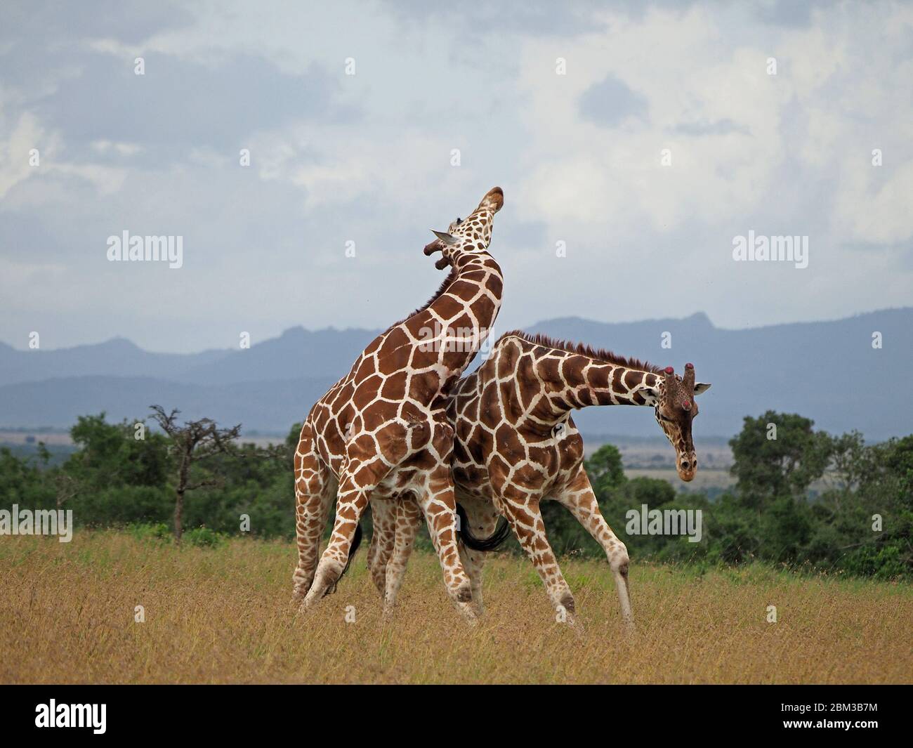 Deux vieux girafes réticulés (Giraffa camelopadis reticulata) se battent pour le droit de s'accoupler avec des femelles -OL Pejeta Conservancy,Laikipia,Kenya, Afrique Banque D'Images